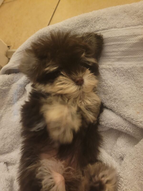 Miniature Schnauzer puppies for sale in Wisbech, Cambridgeshire – 10 weeks old - Image 2 of 15