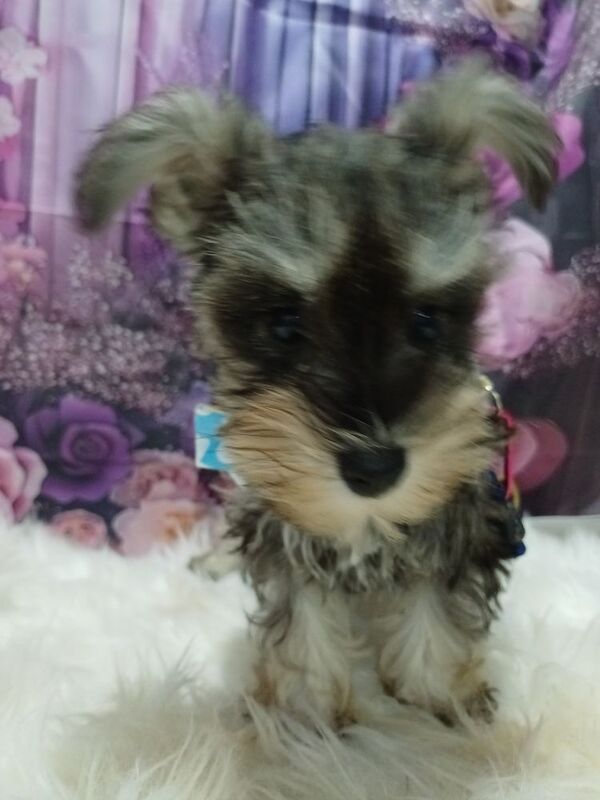 Miniature Schnauzer puppies for sale in Wisbech, Cambridgeshire – 10 weeks old - Image 3 of 15