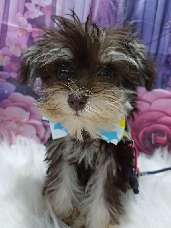 Miniature Schnauzer puppies for sale in Wisbech, Cambridgeshire – 10 weeks old - Image 4 of 15