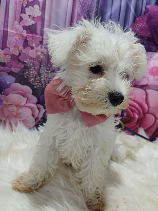 Miniature Schnauzer puppies for sale in Wisbech, Cambridgeshire – 10 weeks old - Image 6 of 15