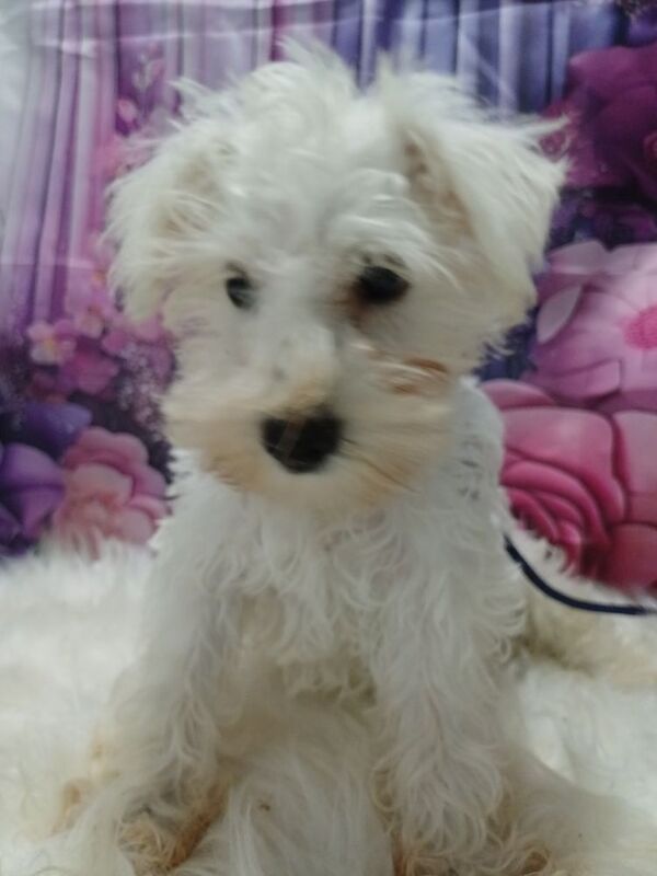 Miniature Schnauzer puppies for sale in Wisbech, Cambridgeshire – 10 weeks old - Image 8 of 15