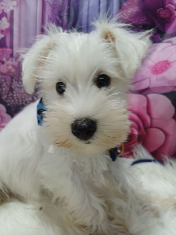 Miniature Schnauzer puppies for sale in Wisbech, Cambridgeshire – 10 weeks old - Image 12 of 15