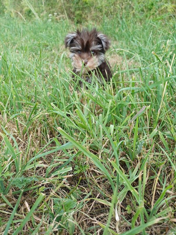 Miniature Schnauzer puppies for sale in Wisbech, Cambridgeshire – 10 weeks old - Image 13 of 15