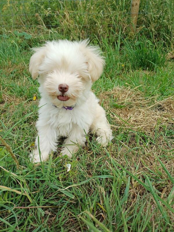 Miniature Schnauzer puppies for sale in Wisbech, Cambridgeshire – 10 weeks old - Image 14 of 15