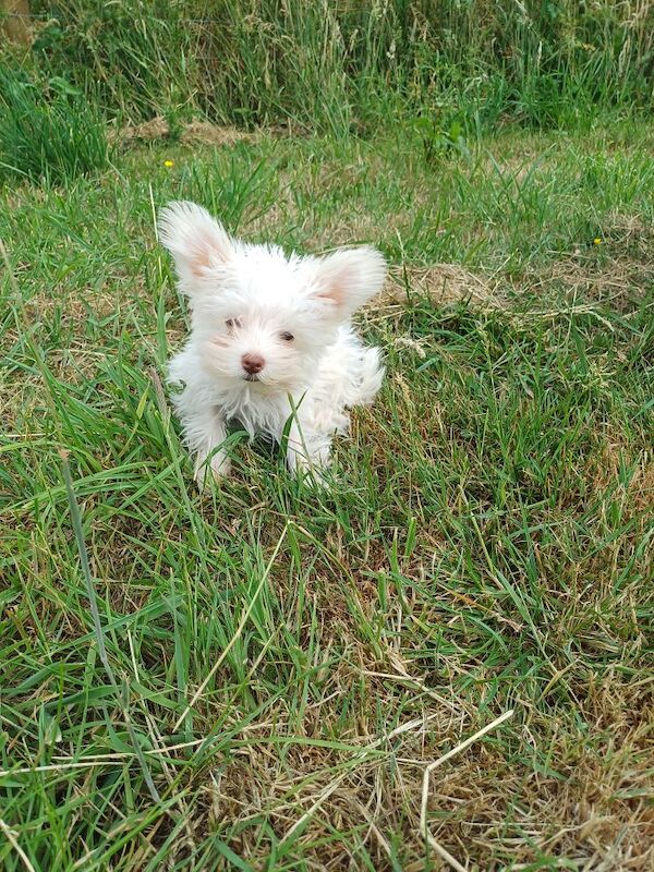 Miniature Schnauzer puppies for sale in Wisbech, Cambridgeshire – 10 weeks old - Image 15 of 15