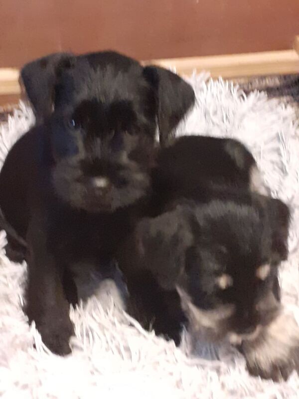 Miniature Schnauzer puppies for sale in Crumlin, County Antrim – 7 weeks old
