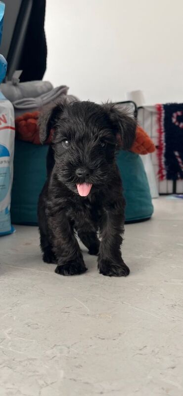 KC Black miniature schnauzer puppies dog for sale - Image 2 of 6