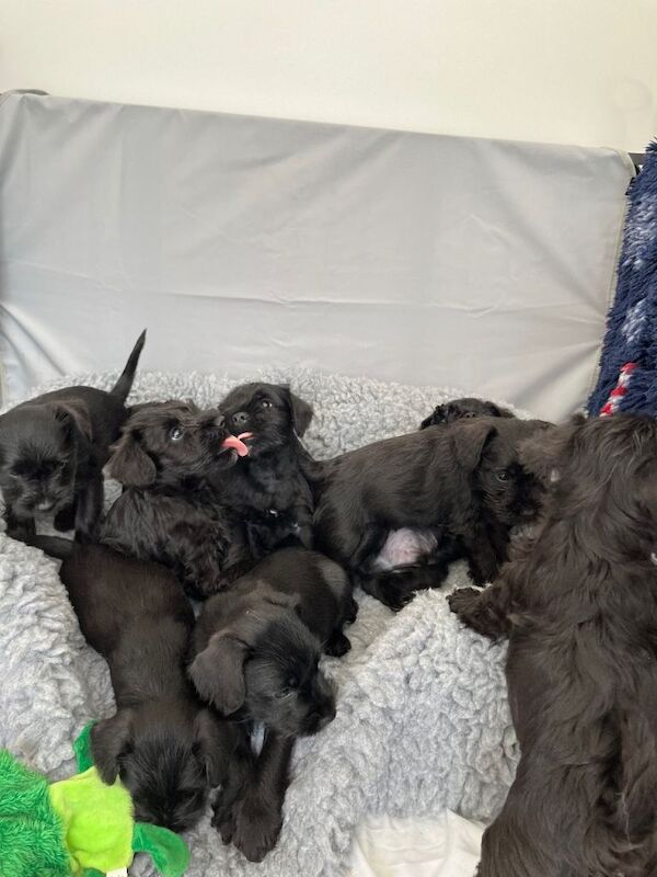 KC Black miniature schnauzer puppies dog for sale - Image 3 of 6