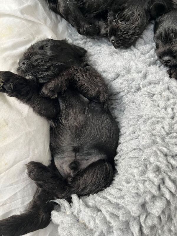 KC Black miniature schnauzer puppies dog for sale - Image 4 of 6