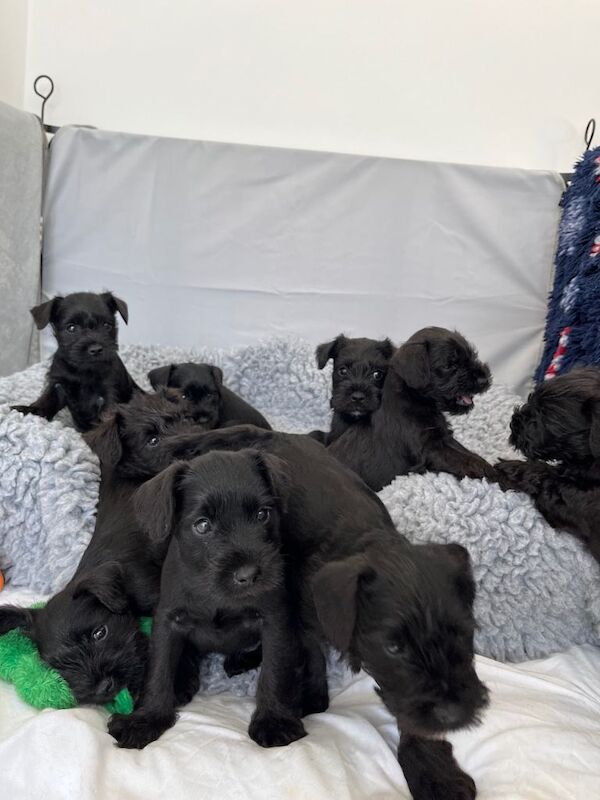 KC Black miniature schnauzer puppies dog for sale - Image 5 of 6