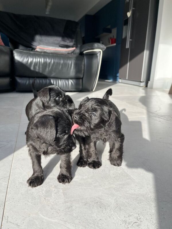 KC Black miniature schnauzer puppies dog for sale - Image 6 of 6