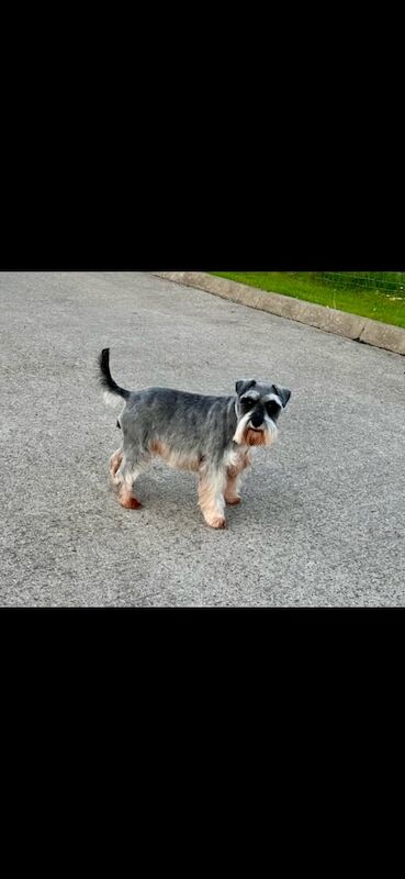 Miniature Schnauzer puppies for sale in Enniskillen, County Fermanagh – KC registered, 4 years old - Image 2 of 3