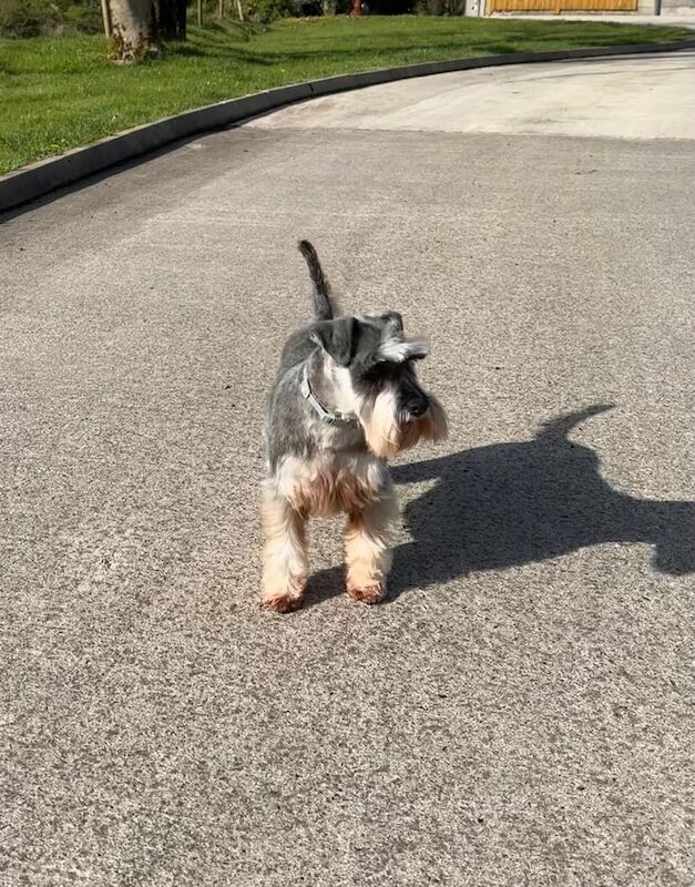 Miniature Schnauzer puppies for sale in Enniskillen, County Fermanagh – KC registered, 4 years old - Image 3 of 3