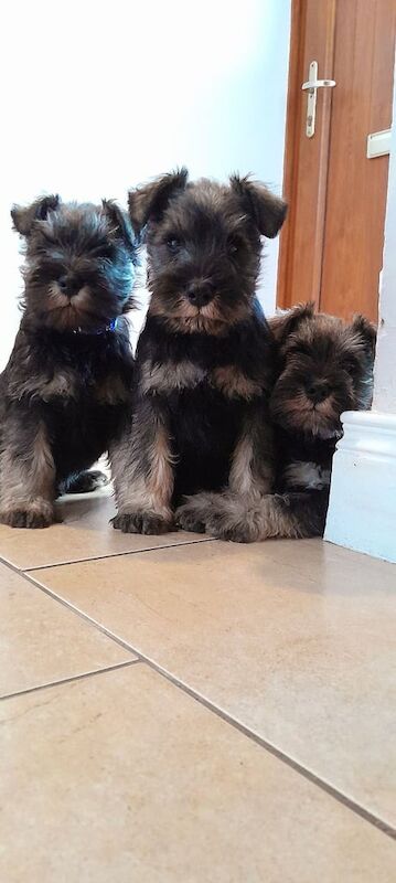 KC Reg Minature Schnauzer Puppies for sale in Armagh, County Armagh - Image 2