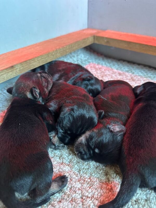KC reg Miniature Schnauzer Puppies