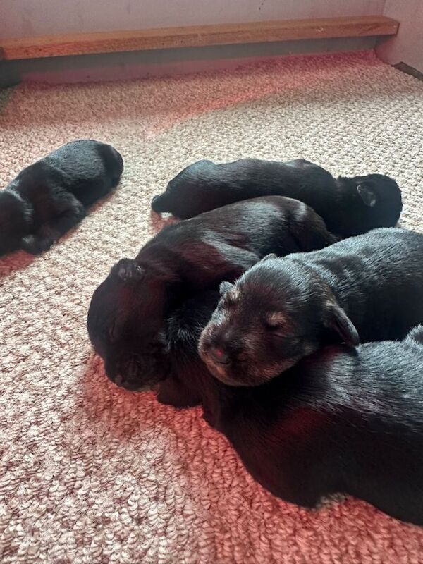 KC reg Miniature Schnauzer Puppies - Image 2 of 4