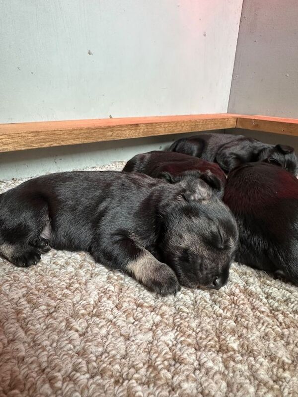 KC reg Miniature Schnauzer Puppies - Image 3 of 4