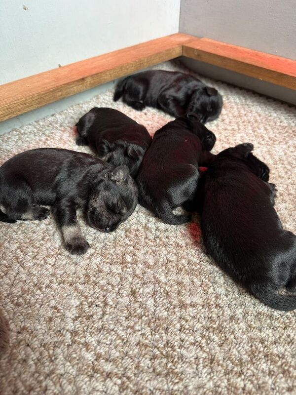 KC reg Miniature Schnauzer Puppies - Image 4 of 4