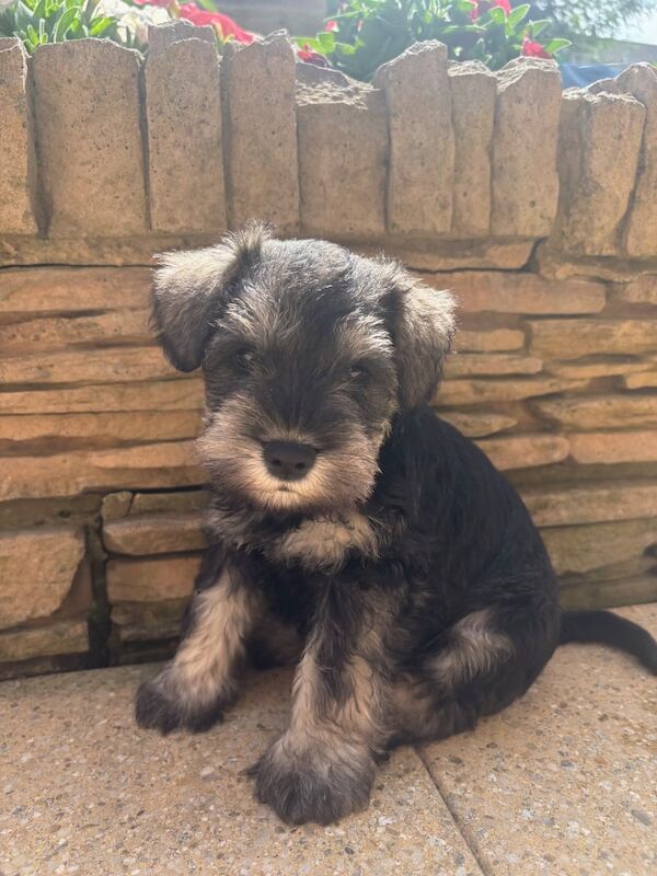 KC Reg Miniature Schnauzer Pups for sale in Newtownards, County Down