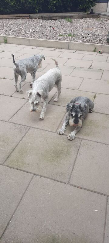Miniature Schnauzer puppies for sale in Mottram in Longdendale, Greater Manchester – 4 years old