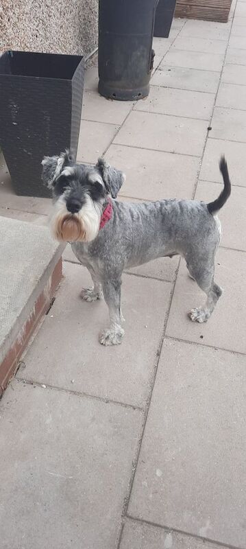 Miniature Schnauzer puppies for sale in Mottram in Longdendale, Greater Manchester – 4 years old - Image 2 of 3