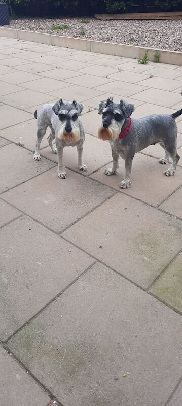 Miniature Schnauzer puppies for sale in Mottram in Longdendale, Greater Manchester – 4 years old - Image 3 of 3