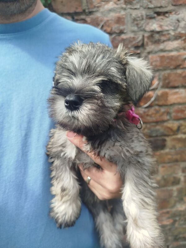 Miniature Schnauzer puppies for sale in Louth, Lincolnshire – KC registered, 8 weeks old
