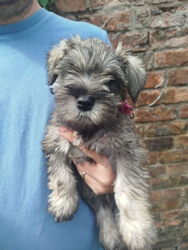 Miniature Schnauzer puppies for sale in Louth, Lincolnshire – KC registered, 8 weeks old - Image 2 of 3