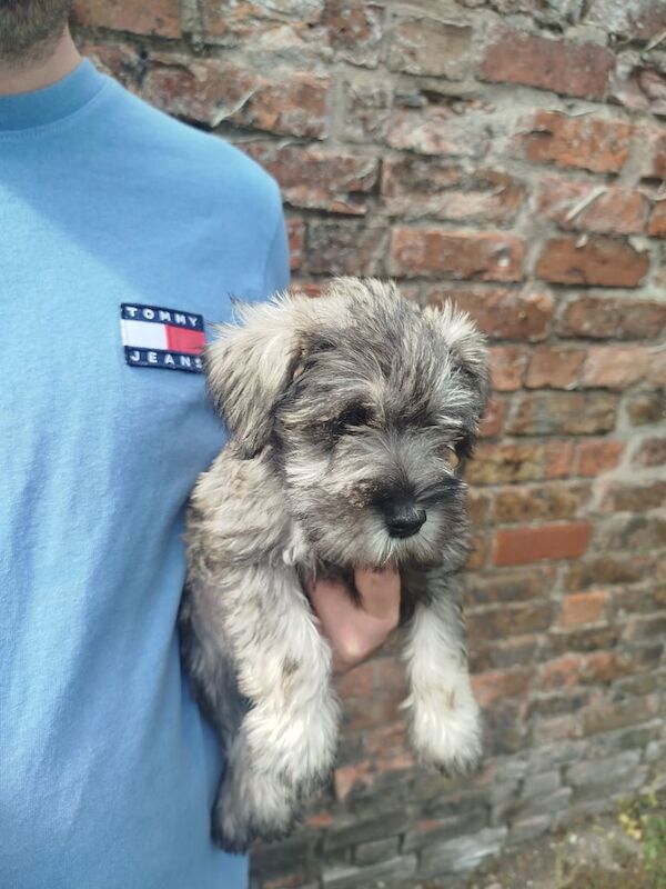 Miniature Schnauzer puppies for sale in Louth, Lincolnshire – KC registered, 8 weeks old - Image 3 of 3