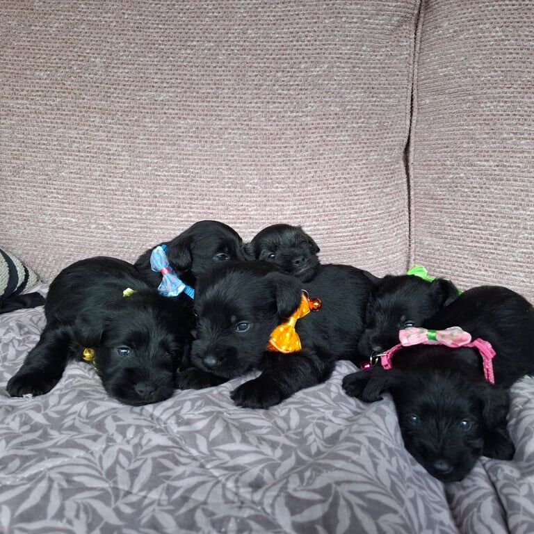 Miniature Schnauzer puppies for sale in Claudy, County Londonderry – KC registered, 3 weeks old