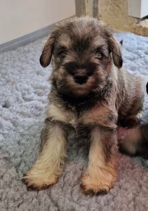 Miniature Schnauzer puppies for sale in Lesmahagow, Lanarkshire – KC registered, 5 weeks old