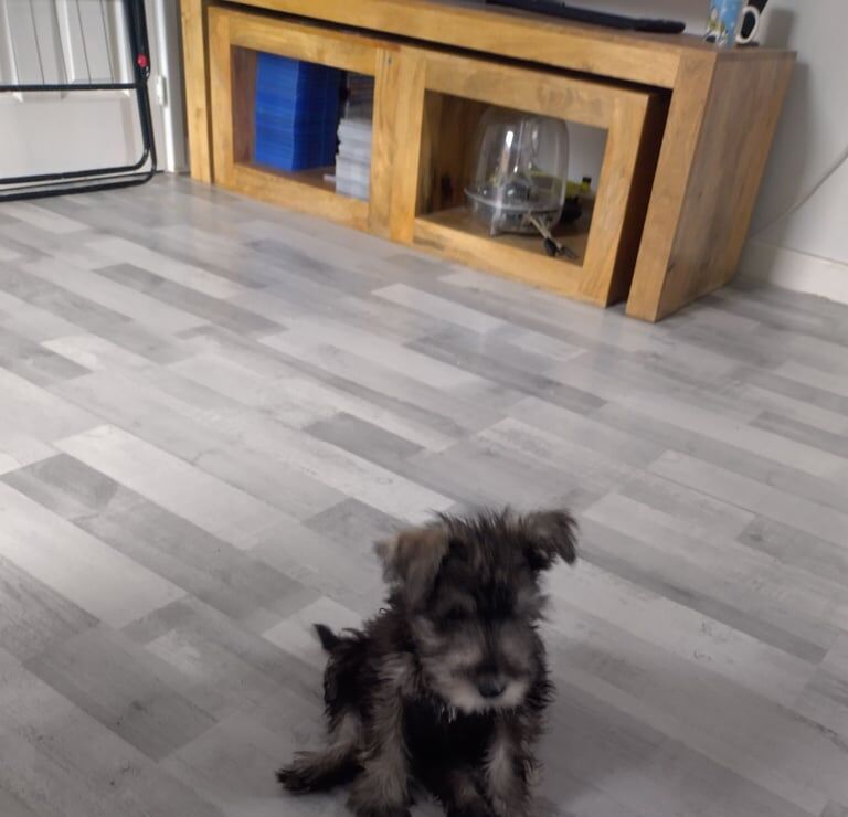 Miniature Schnauzer puppies for sale in Kingston upon Hull, East Riding of Yorkshire – KC registered, 11 weeks old