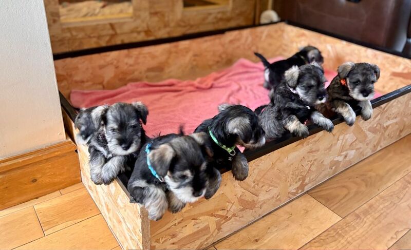 Miniature Schnauzer puppies for sale in Rotherham, South Yorkshire – KC registered, 8 weeks old