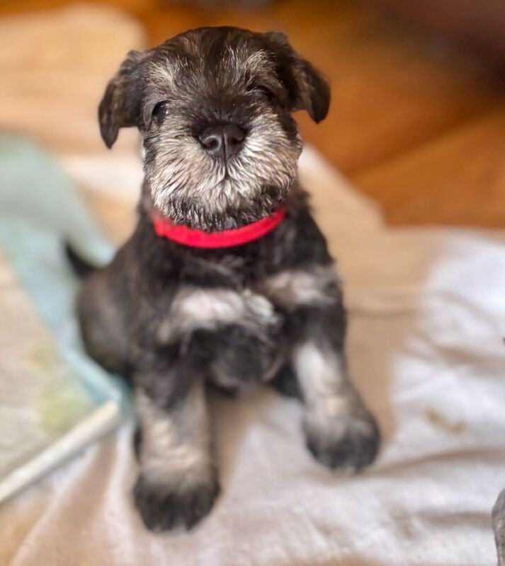 Kc registered miniature schnauzer puppies - Image 2 of 6