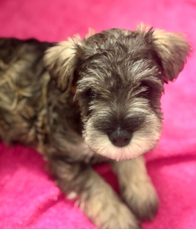 Kc registered miniature schnauzer puppies - Image 3 of 6
