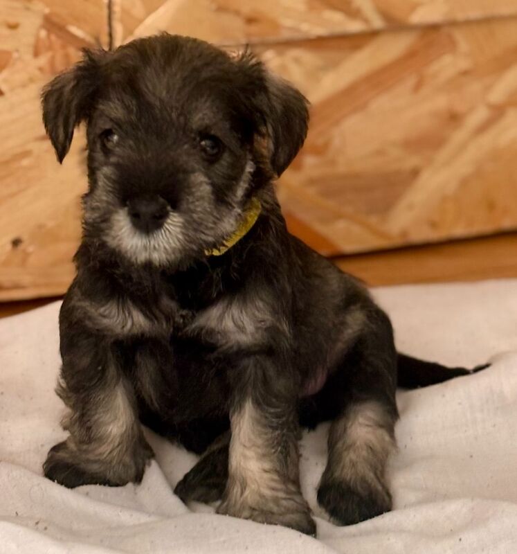 Kc registered miniature schnauzer puppies - Image 4 of 6