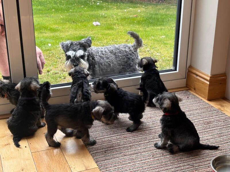 Kc registered miniature schnauzer puppies - Image 5 of 6