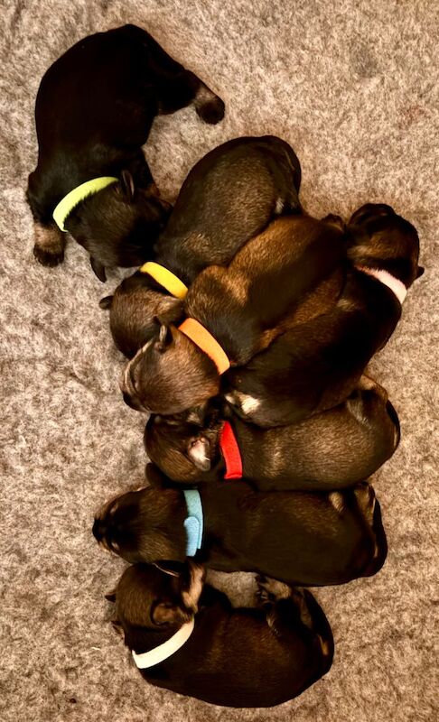 Kc registered miniature schnauzer puppies - Image 6 of 6