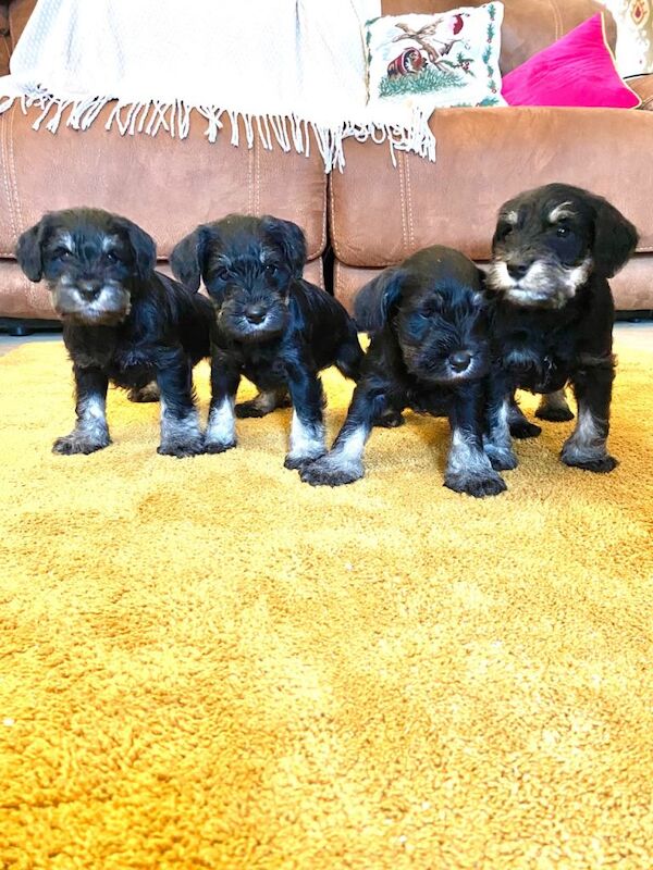 Miniature Schnauzer Puppies For Sale