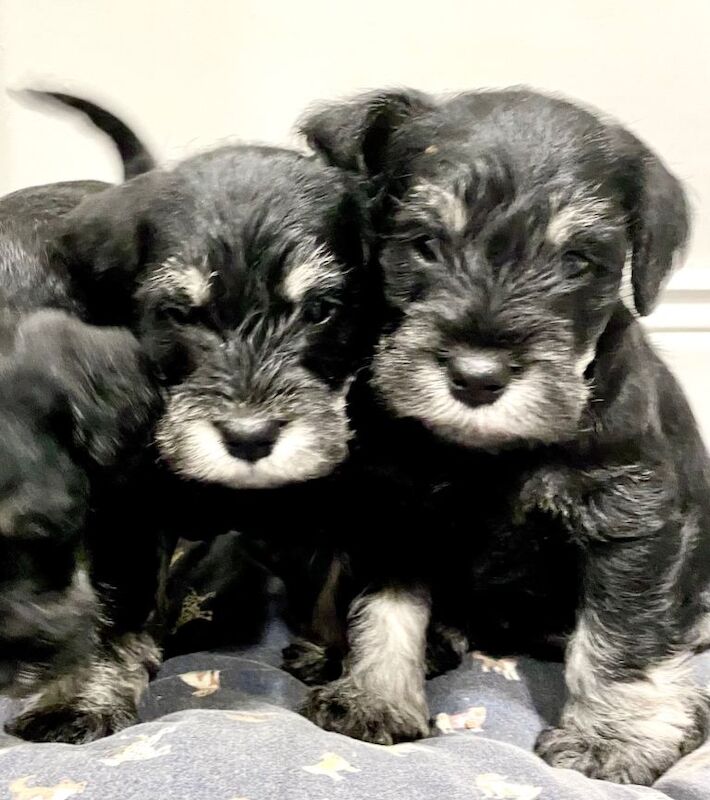 Miniature Schnauzer puppies for sale in Coleraine, County Londonderry – KC registered, 6 weeks old - Image 2 of 3