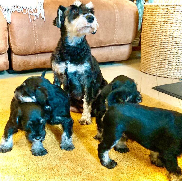 Miniature Schnauzer puppies for sale in Coleraine, County Londonderry – KC registered, 6 weeks old - Image 3 of 3