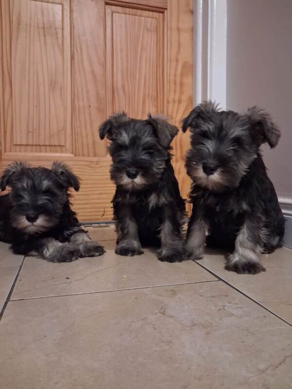 Kc registered Miniature Schnauzer pups