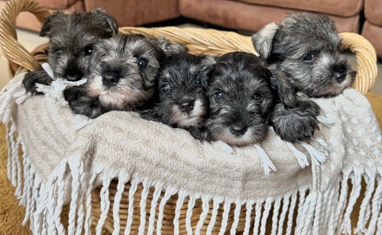 Miniature Schnauzer puppies for sale in Coleraine, County Londonderry – KC registered, 5 weeks old