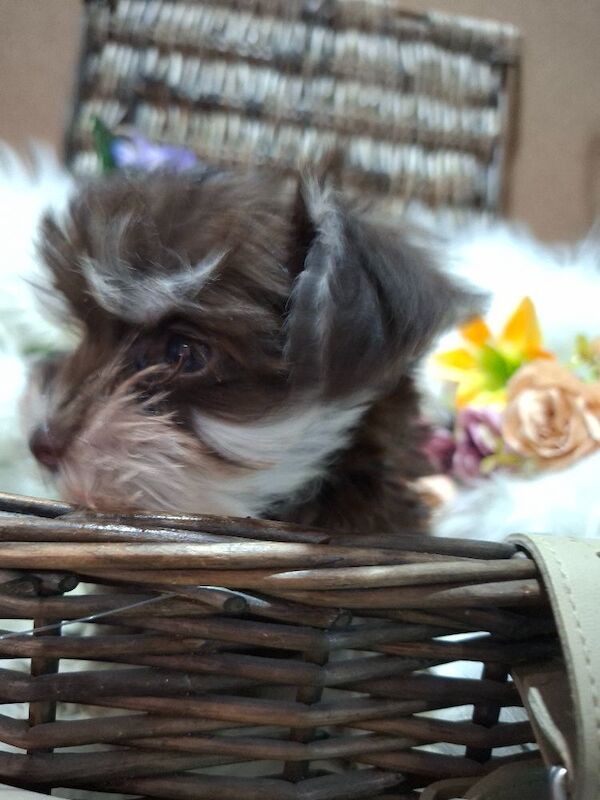 Kc registered usa miniature schnauzers
