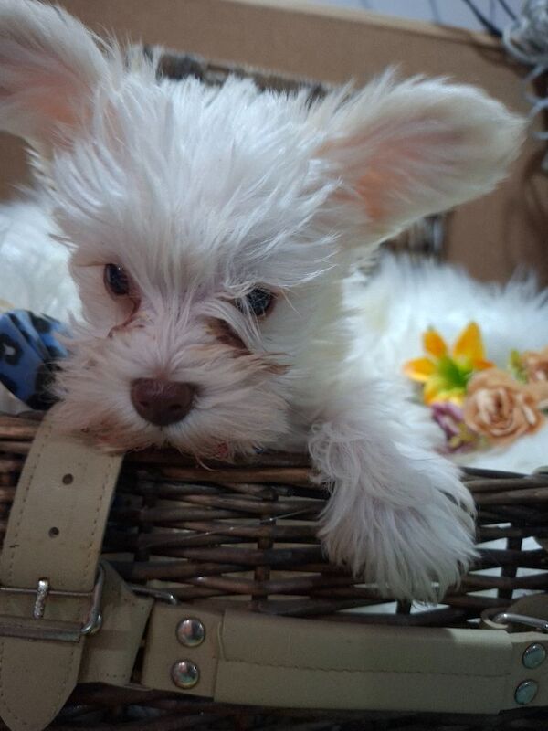 Kc registered usa miniature schnauzers - Image 2 of 9