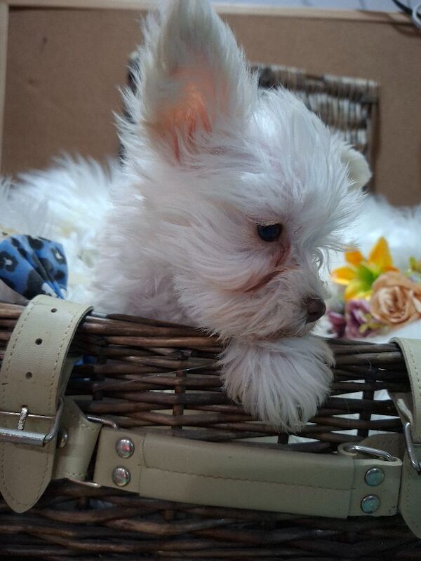 Kc registered usa miniature schnauzers - Image 3 of 9