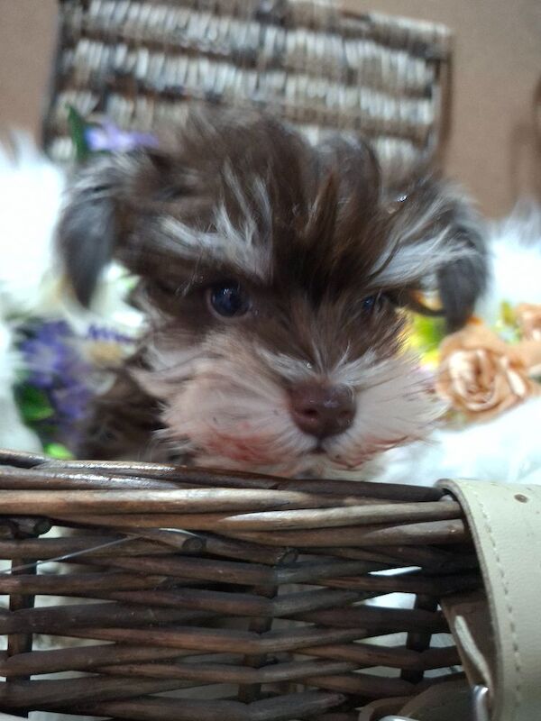 Kc registered usa miniature schnauzers - Image 4 of 9
