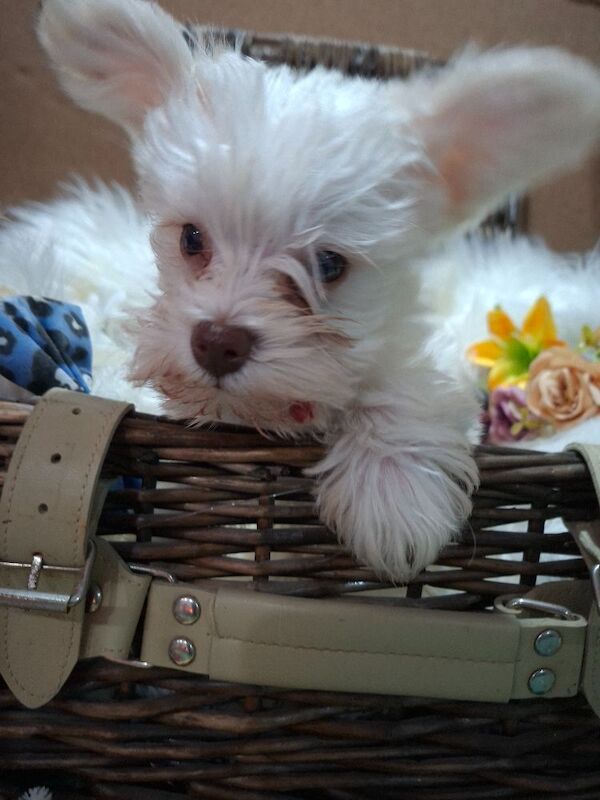 Kc registered usa miniature schnauzers - Image 5 of 9