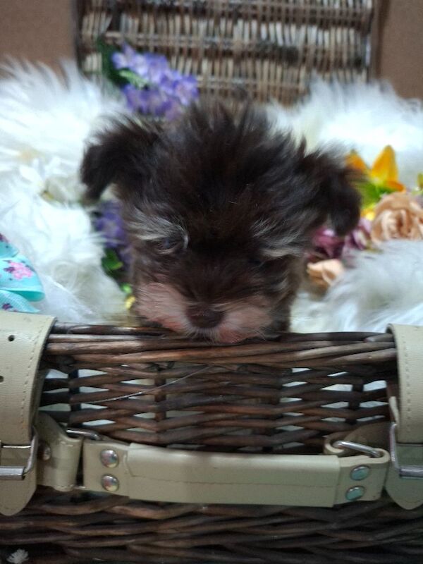Kc registered usa miniature schnauzers - Image 6 of 9
