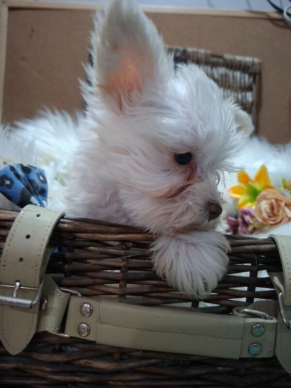 Kc registered usa miniature schnauzers - Image 7 of 9